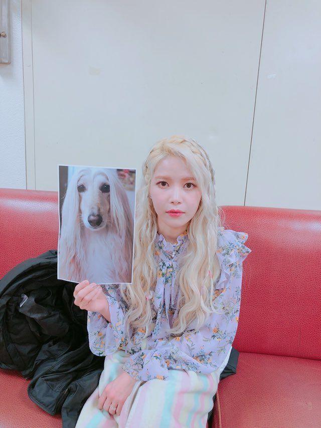 솔라 닮은 개0