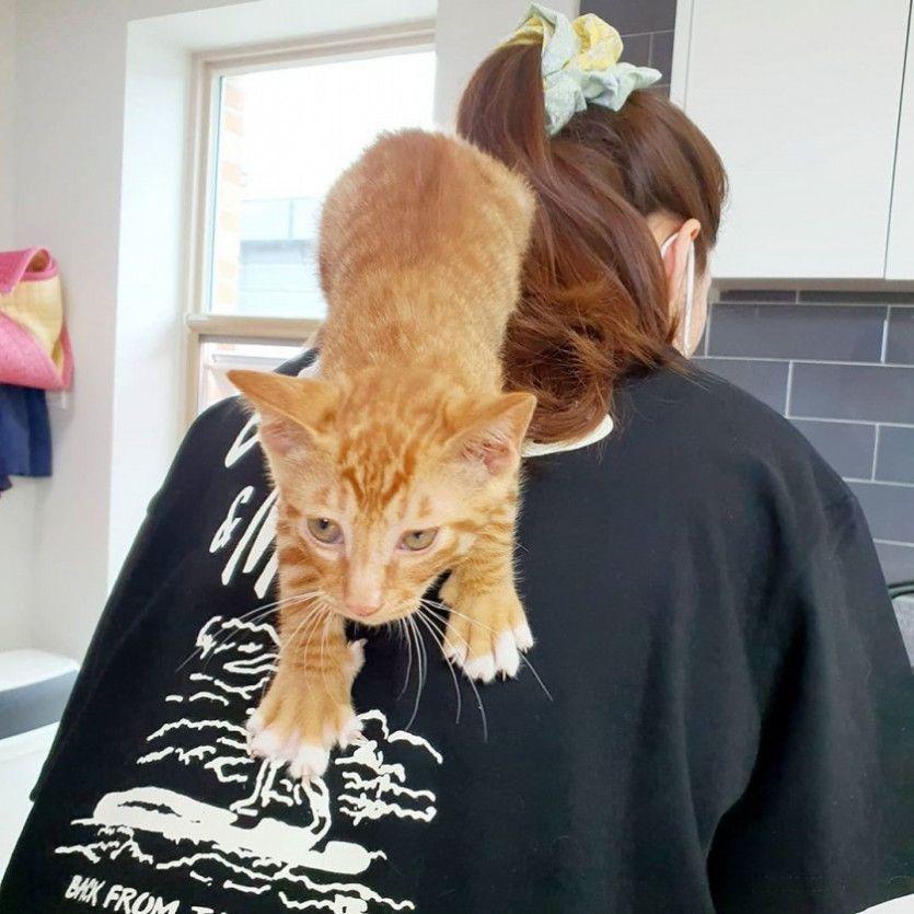 냥냥이와유자매2