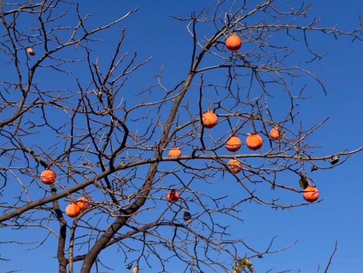 하이키 리이나6