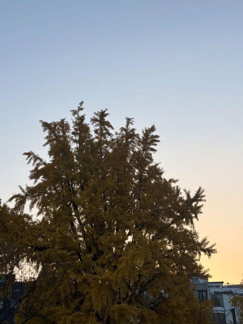 유아/ 효정 오마이걸 인별 등29