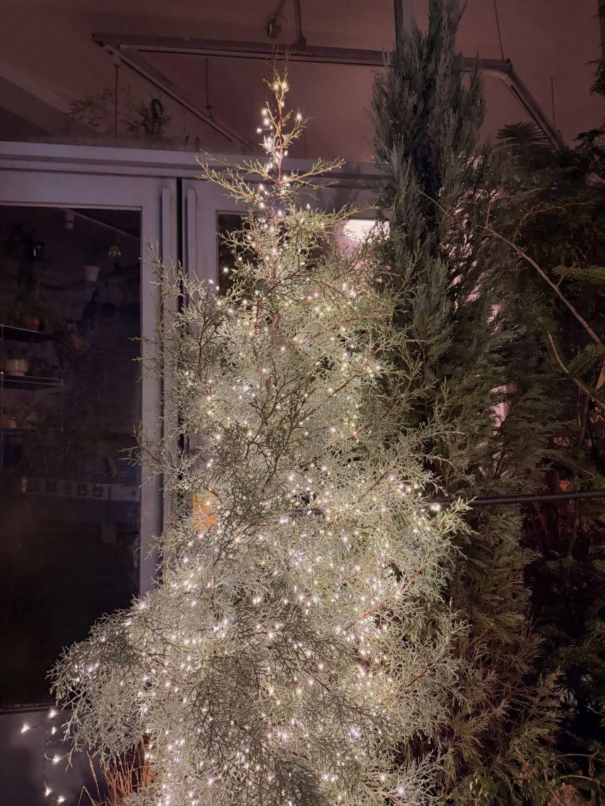 안젤리나 다닐로바9