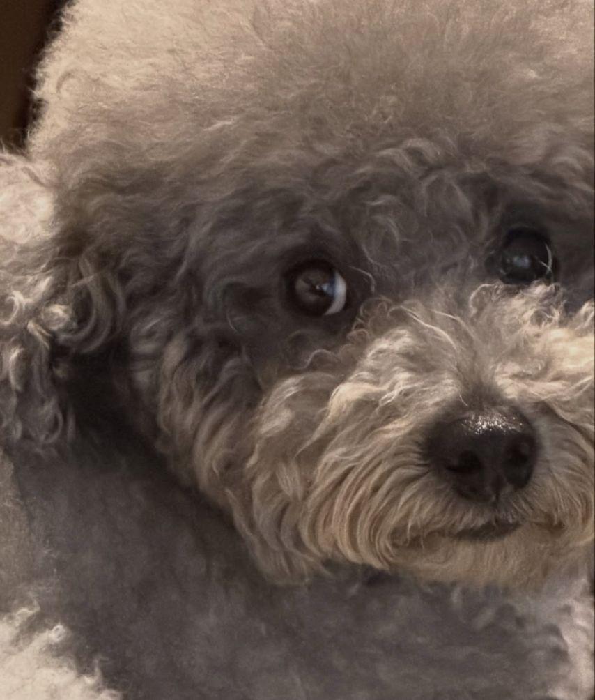 나나 임진아 인별 Like9