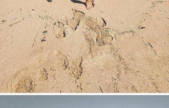 몸매 갑.. 제시 비키니 인증.. jpg