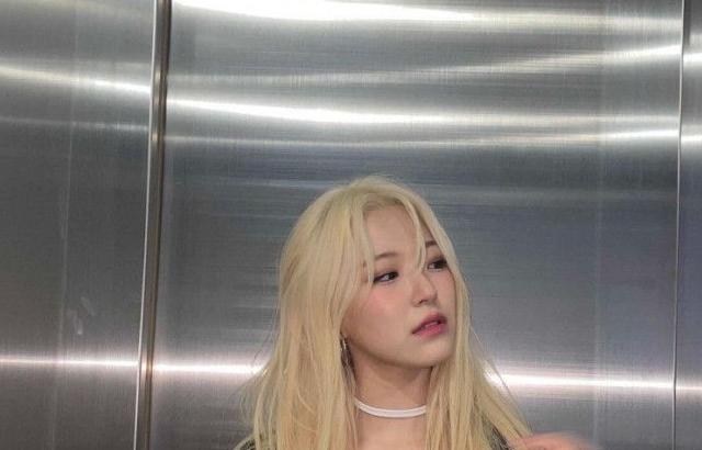 백지헌