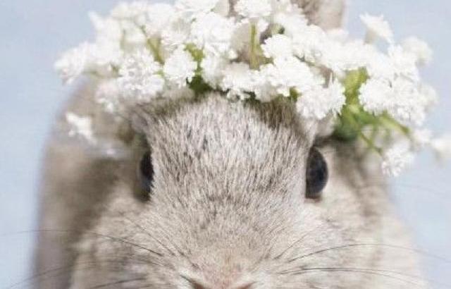 화관 쓴 나연 토끼