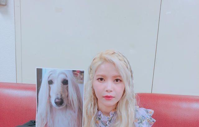솔라 닮은 개