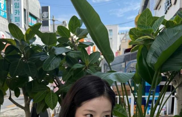 채서안