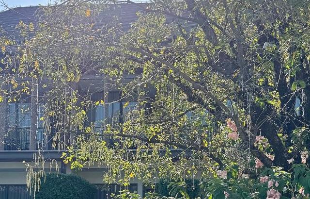 이다솔 아나운서