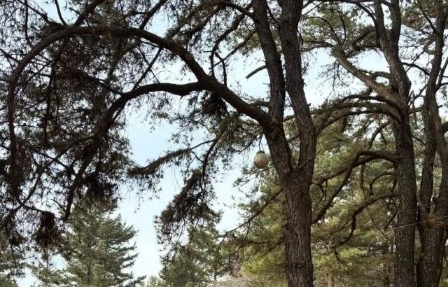 오마이걸 효정 SNS